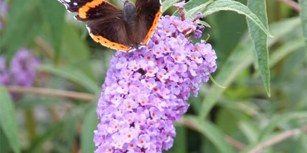 de-vlinderplanten-top-featured-image