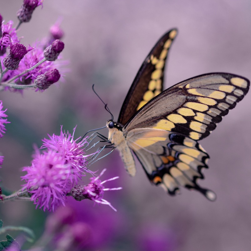 de-vlinderplanten-top-full