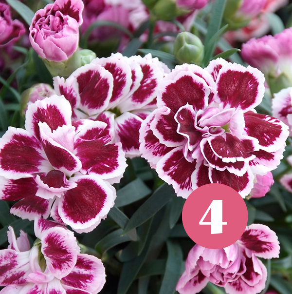 🌺 Tussen de bloemen 🌺 - Den Heuvel Wervershoof