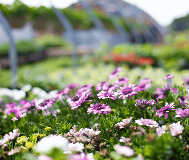 Planten blokker